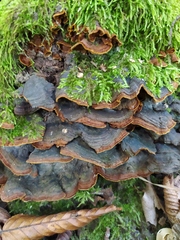 Hymenochaete rubiginosa