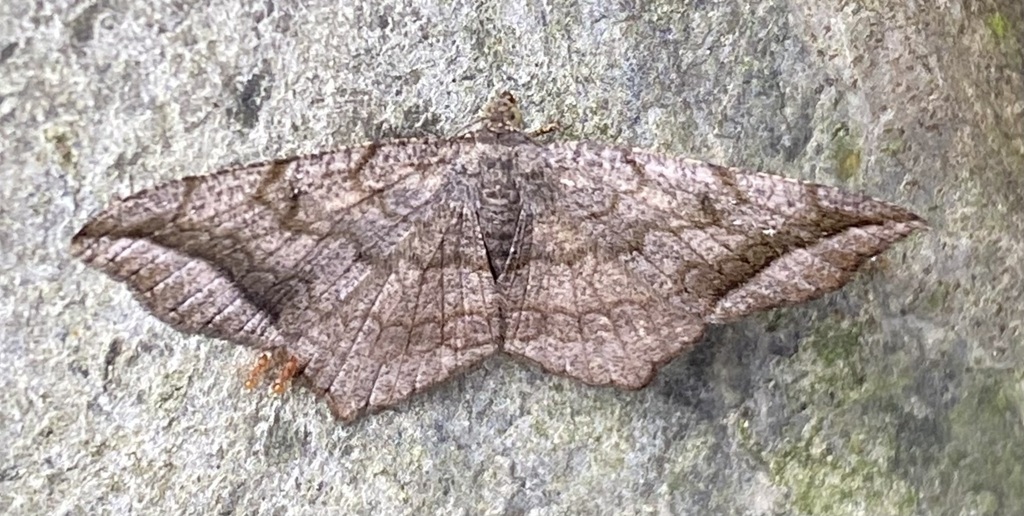 Semiothisa lydia