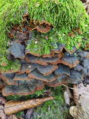 Hymenochaete rubiginosa