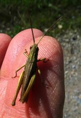 Chorthippus dorsatus