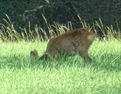 Capreolus capreolus