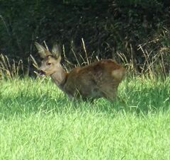 Capreolus capreolus