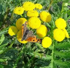 Lycaena phlaeas