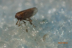 Delphacidae