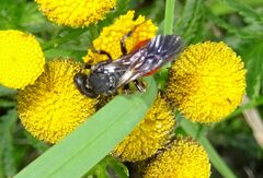 Sphecodes albilabris