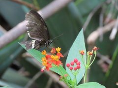 Papilio polytes