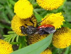 Sphecodes albilabris