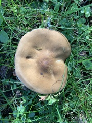 Melanoleuca