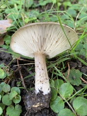 Melanoleuca