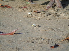 Leptuca leptodactyla