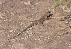 Acanthodactylus boskianus