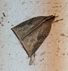 Detounda rectimarginata