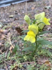 Antirrhinum