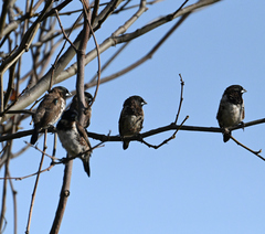 Spermestes cucullata scutata