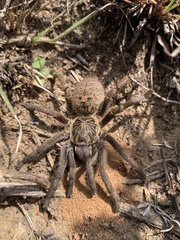 Harpactirinae