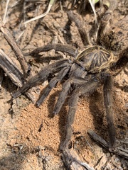 Harpactirinae