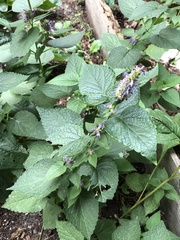 Agastache foeniculum