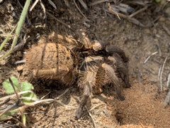 Harpactirinae