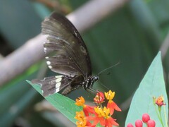 Papilio polytes