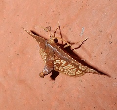 Hypolamprus