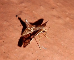 Hypolamprus