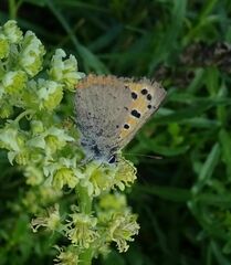 Lycaena phlaeas