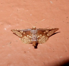 Hypolamprus