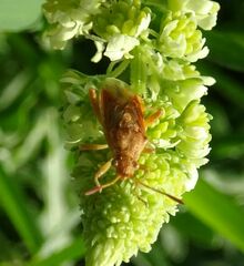 Stictopleurus abutilon