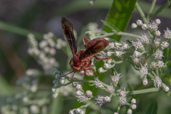 Poecilopompilus algidus