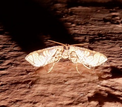 Hypolamprus