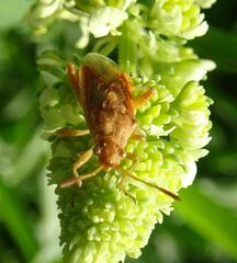 Stictopleurus abutilon