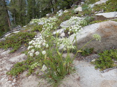 Angelica lineariloba