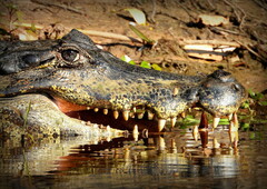 Caiman yacare