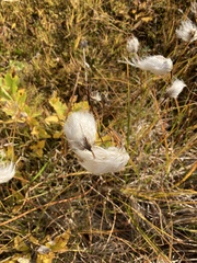 Eriophorum angustifolium