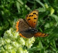 Lycaena phlaeas