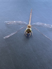 Triacanthagyna septima