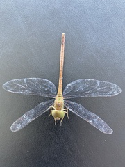 Triacanthagyna septima