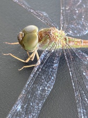 Triacanthagyna septima