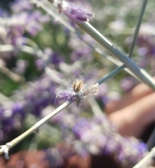 Aculepeira ceropegia