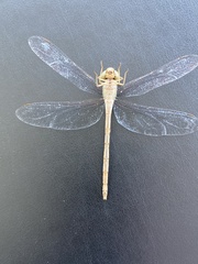 Triacanthagyna septima