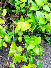 Lonicera periclymenum