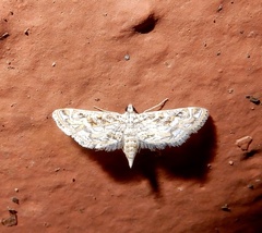 Parapoynx diminutalis