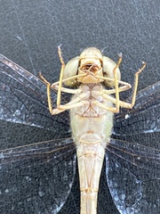 Triacanthagyna septima