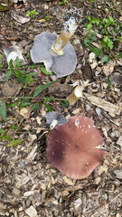 Stropharia rugosoannulata