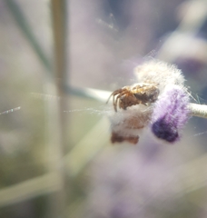 Aculepeira ceropegia