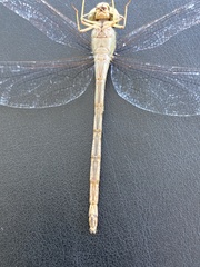 Triacanthagyna septima