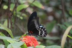 Papilio polymnestor