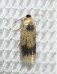 Stigmella macrocarpae