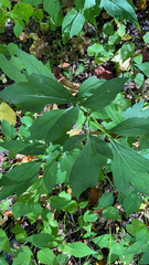 Rudbeckia laciniata