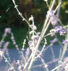 Aculepeira ceropegia